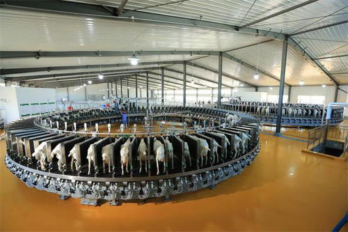 奶源制勝時代 國貨之光星飛洋強(qiáng)勢來襲